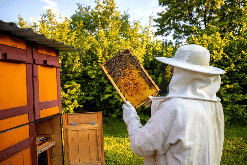 ARICILIK EĞİTİMİ KURSU